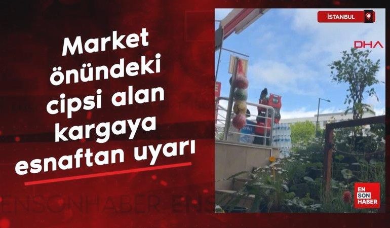 İstanbul’da Market önündeki cipsi alan kargaya esnaftan uyarı: Çok acılı yakar