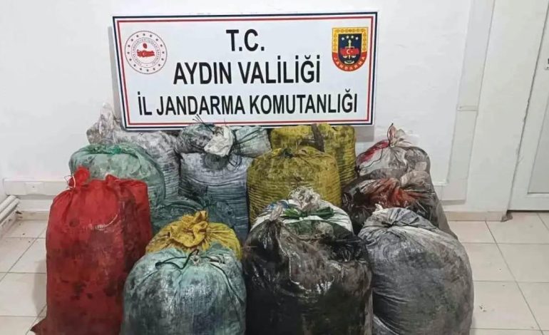 İzinsiz Zeytin Toplayan 11 Şüpheli Yakalandı