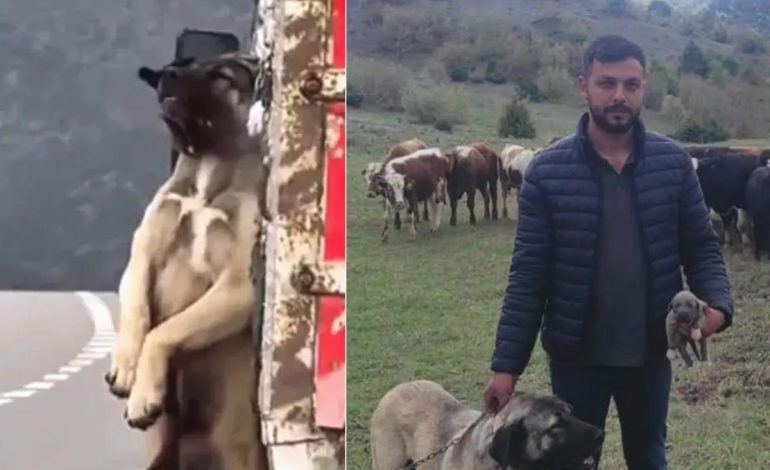 Kamyon kasasında sarkan köpeğin sahibi konuştu! İşte olayın iç yüzü