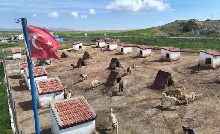 Kangal Köpeklerine Ortadoğu Talebi