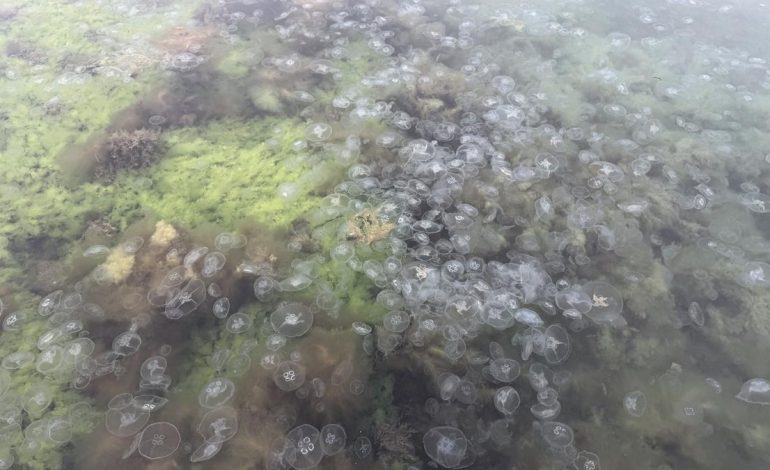 Karadeniz’de denizanası sayısında artış gözlendi