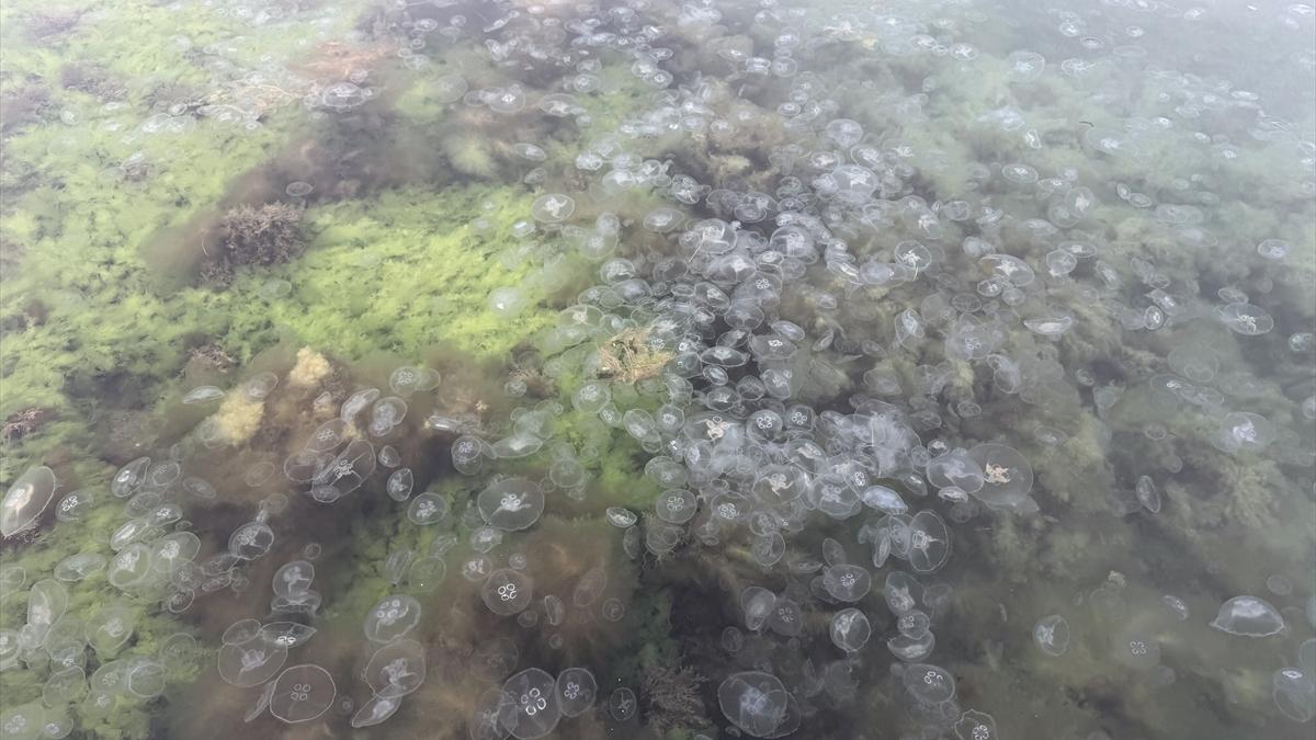 Karadeniz’de denizanası sayısında artış gözlendi