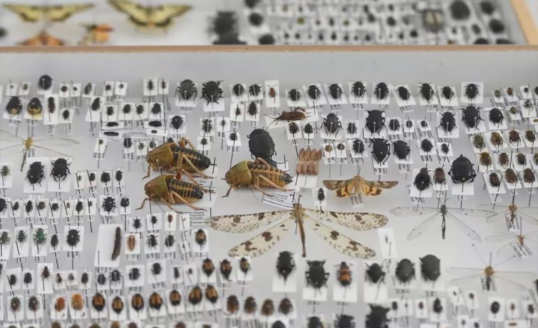 Karamanlı Mühendis, Ailesinin İsimlerini Taşıyan Yeni Böcek Türleri Keşfetti