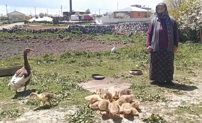 Kars Kazı Altınla Yarışıyor