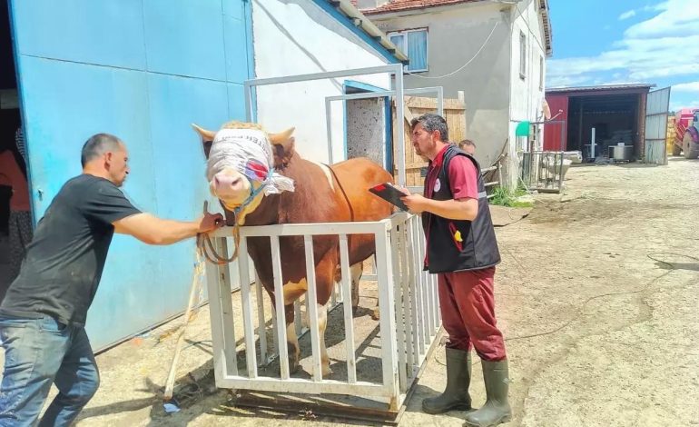 Kastamonu’dan Kurbanlık Hayvan Sevkiyatı Başladı
