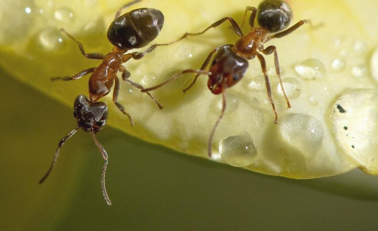 Kenya’da 2 Belçikalı 5 bin karıncayla yakalandı