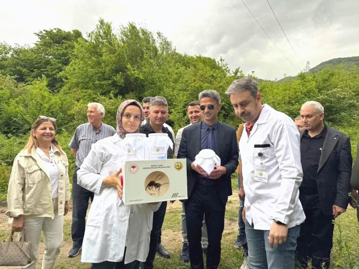 Kestane Gal Arısına Biyolojik Mücadele