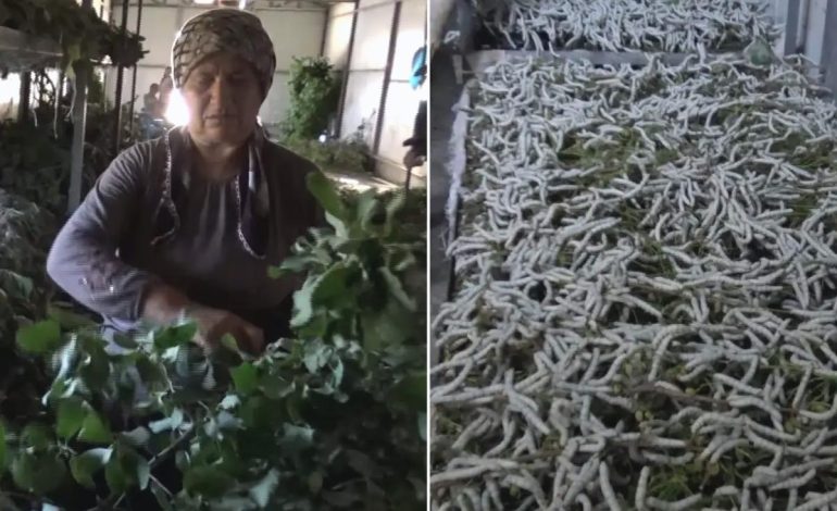 Kilosu 1000 liradan satılan ürün 150 ailenin en önemli geçim kaynağı