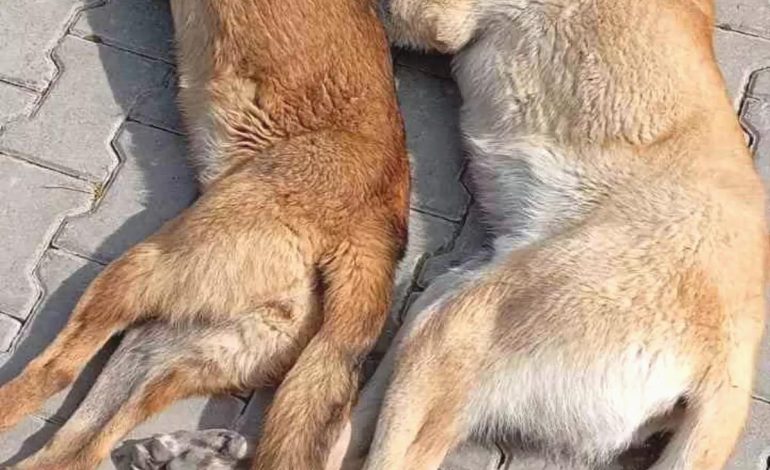 Kırşehir’de Hayvan Barınağındaki Ölüm Görüntüleri İftira Mi?