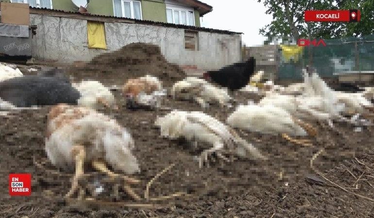 Kocaeli’de başıboş köpekler, bahçedeki tavuk ve ördekleri öldürdü