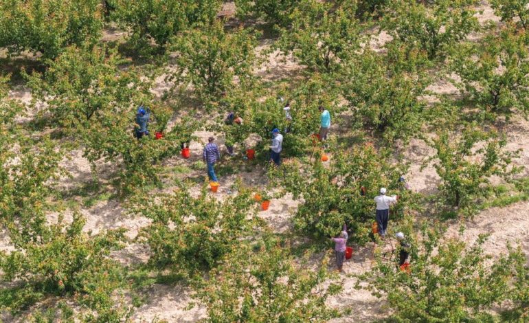 Köylüler büyük bir coşkuyla hasada başladı: Bu sene yüksek verim bekleniyor