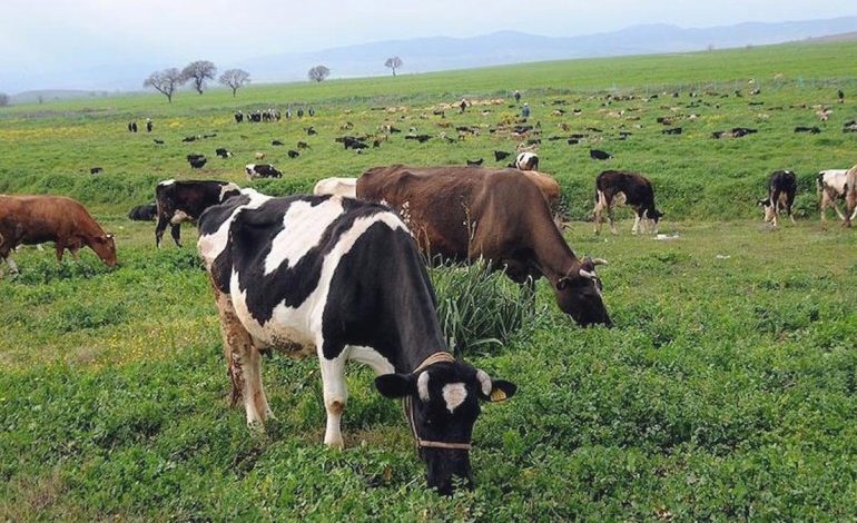 Köylünün merası yatırıma açılıyor: Yeni yönetmelikle neler değişecek?