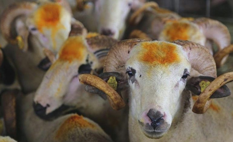 Kurban pazarında sessizlik: ‘Emekli maaşıyla ancak horoz keser, kurban değil’