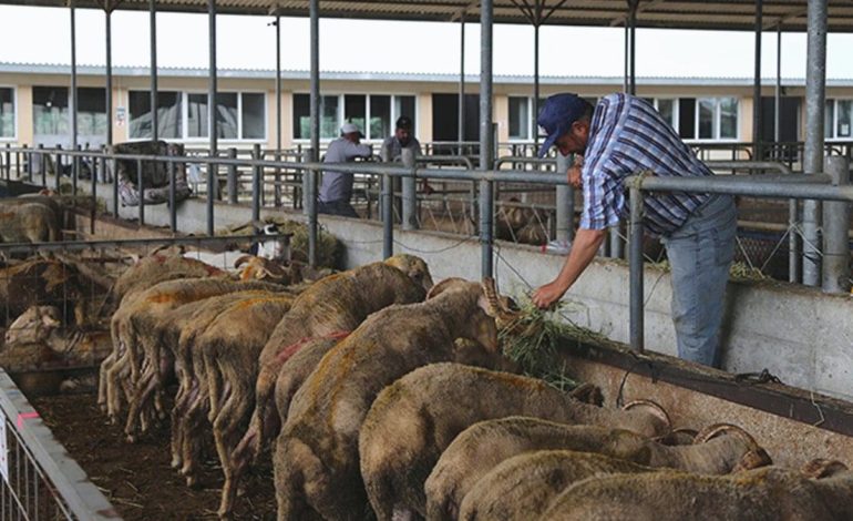 Kurbanlık fiyatı 7 yılda yüzde 1417 arttı