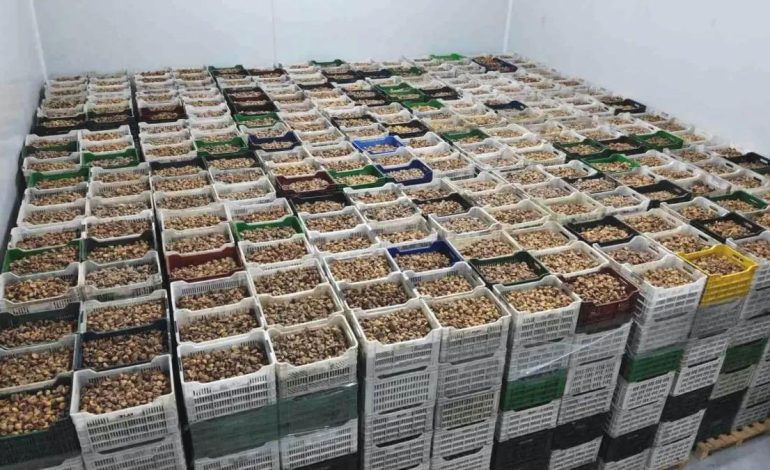 Kuru İncir İhracatı Yüzde 28 Arttı