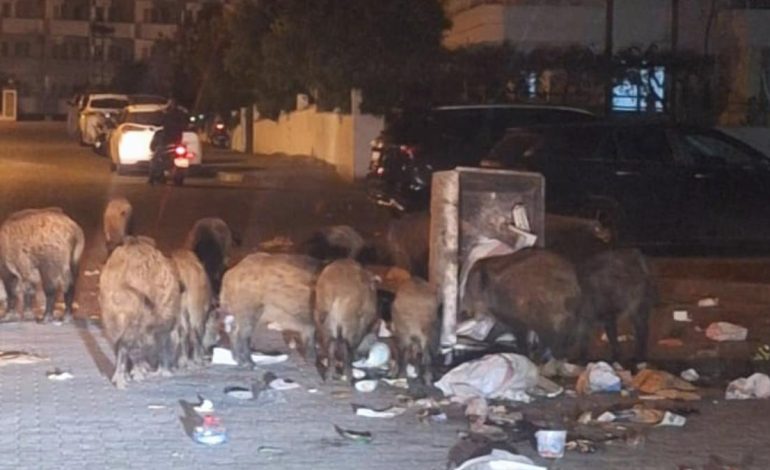 Marmaris’te çöpler toplanmıyor, yaban domuzları sokakları işgal etti