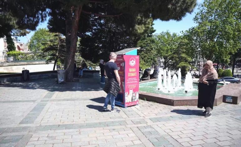 Martıların Kedi Taklidi Sosyal Medyada Gündem Oldu
