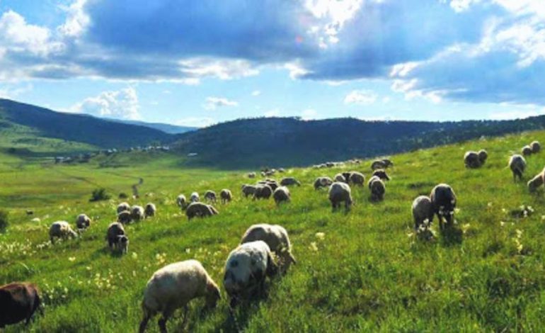 Mera alanlarının tahsis amacının değiştirilmesi düzenlemesi