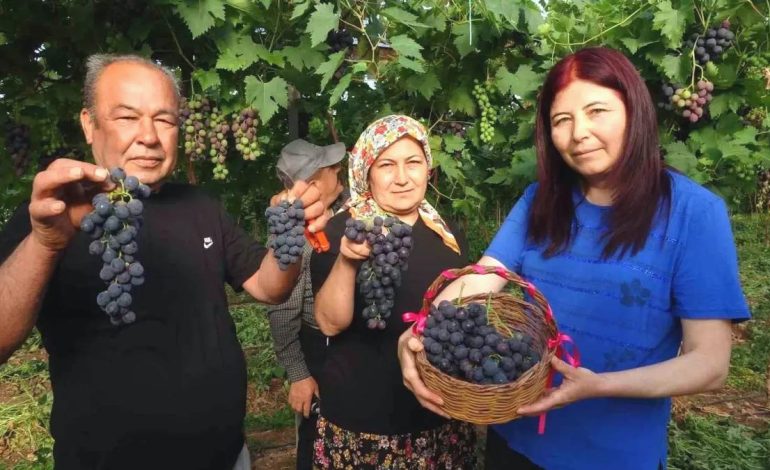 Mersin’de Kara Üzüm Hasadı Başladı