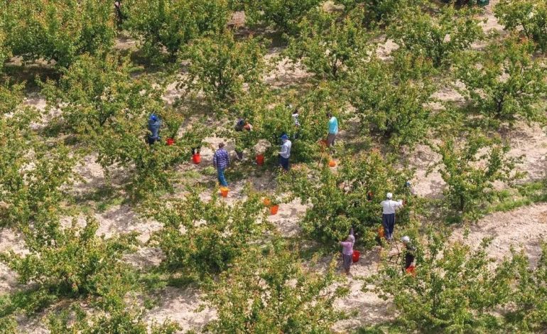 Mersin’in Mut İlçesinde Kayısı Hasadı Başladı