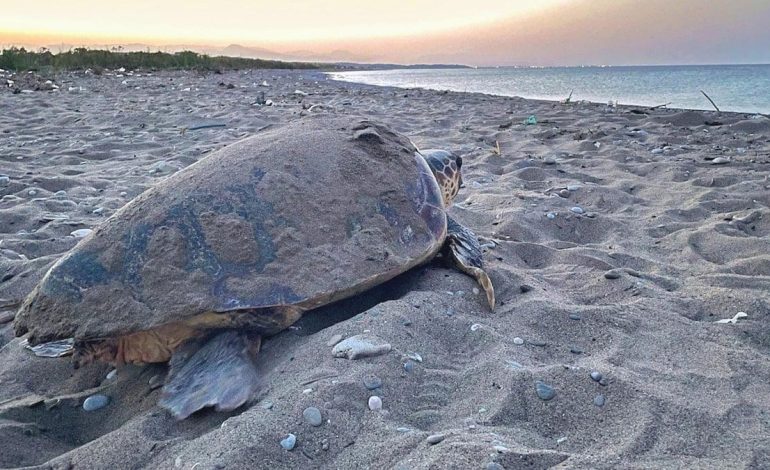 Mucize başladı: Caretta carettalardan ilk yuva