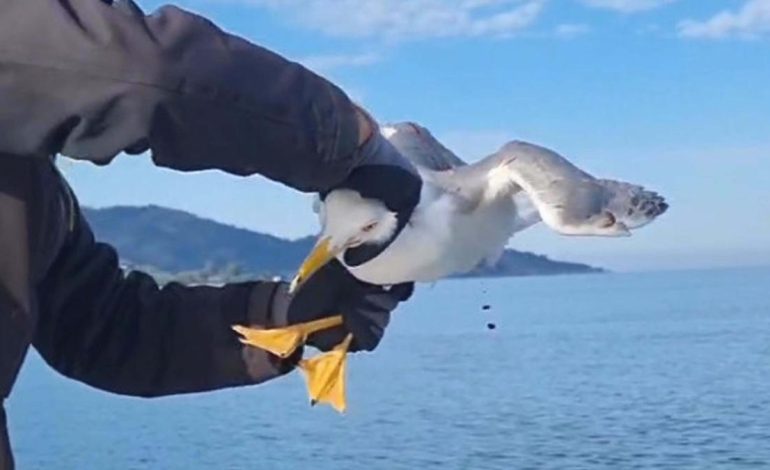 Muğla’da amatör balıkçı, oltasına dolanan martıyı kurtardı