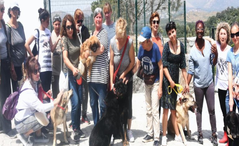 Muğla’da CHP’li belediyelere sokak hayvanları cezası yağdı
