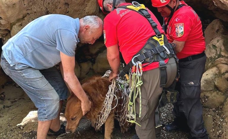 Muğla’da dere yatağında mahsur kalan köpek kurtarıldı