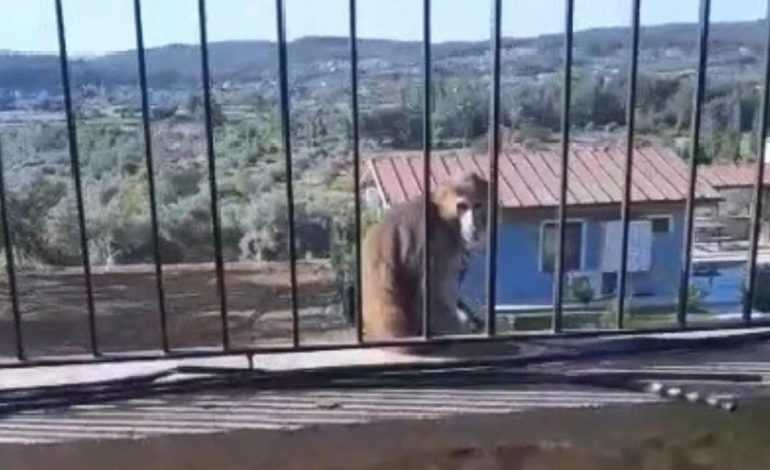 Muğla’da firari maymun paniği