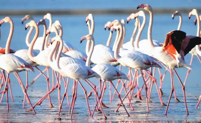 Muğla’daki flamingo cennetinde Ağaoğlu ve Doğuş projelerine sert tepki