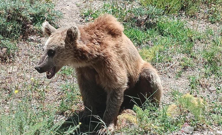Nemrut Gölü’ne giden vatandaşlara bozayı uyarısı