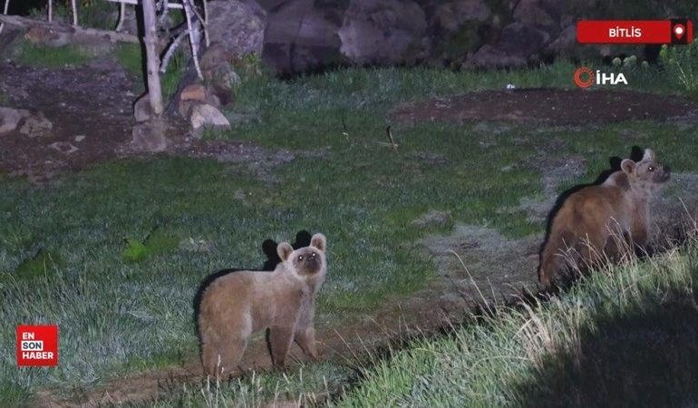 Nemrut’un maskot ayıları kış uykusundan uyandı