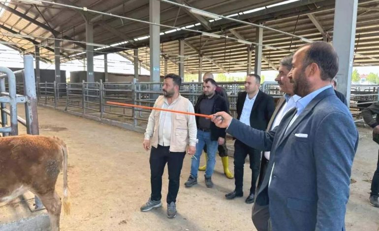 Patnos Belediye Başkanı Kurban Bayramı Hazırlıklarını İnceledi