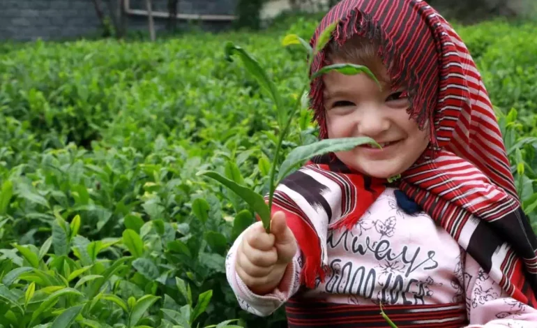 Rize’de Yaş Çay Fiyatı Tartışılıyor