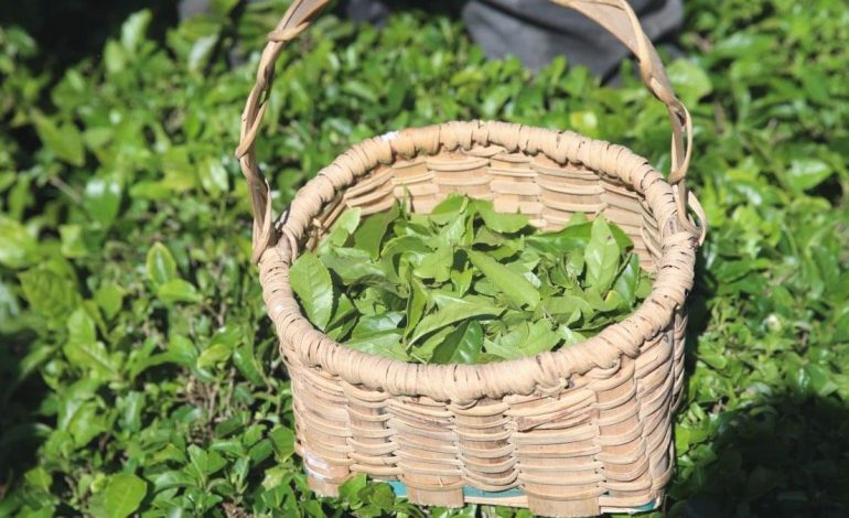 Rize’den ocak-nisan döneminde yapılan çay ihracatı 5,5 milyon doları aştı