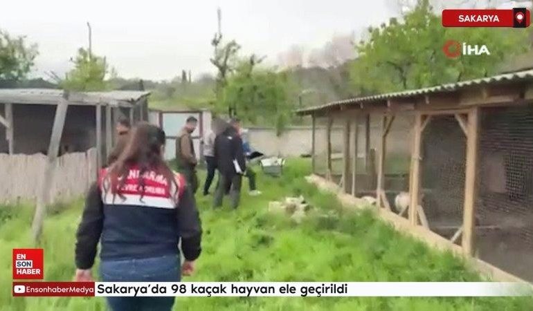 Sakarya’da 98 kaçak hayvan ele geçirildi