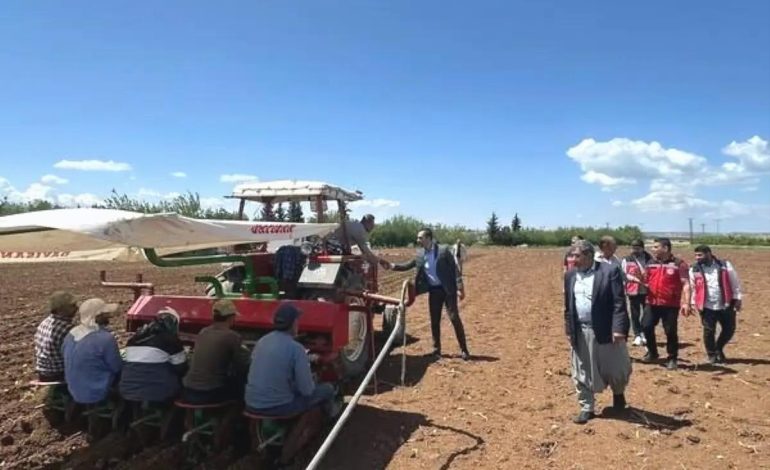 Samsat’ta Ege Tipi Tütün Ekimi Başladı