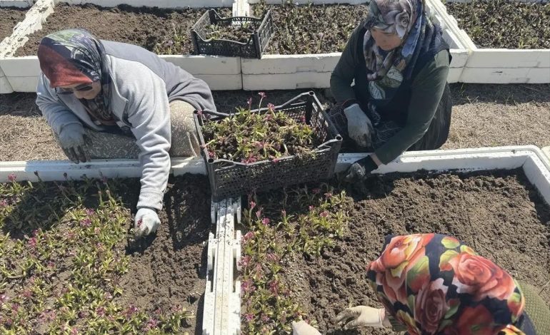 Samsun’da Salep Orkidesi Hasadı Başladı