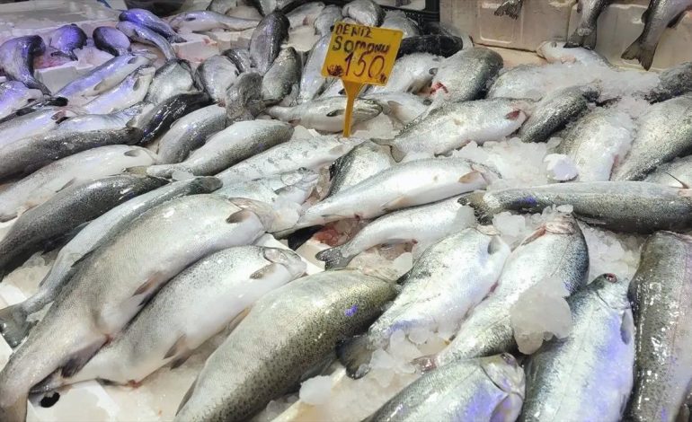 Samsun’da Somon Balığına Yoğun İlgi