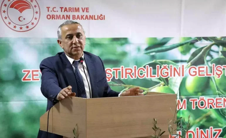 Samsun’da Zeytin Üretimi Artacak