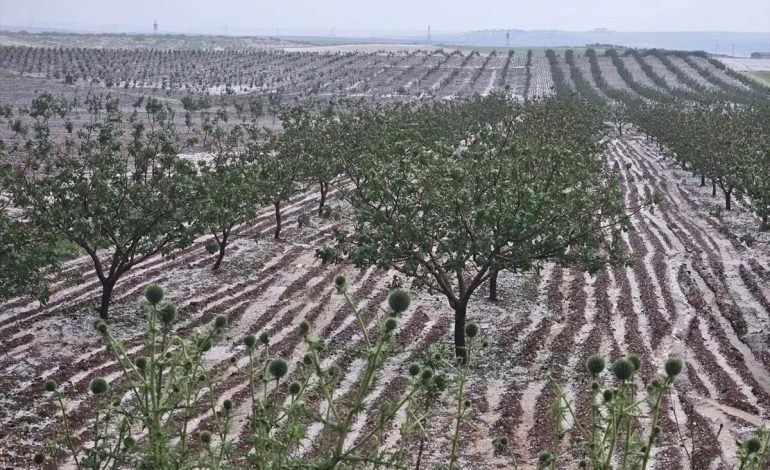 Şanlıurfa’da Dolu Tarım Alanlarına Zarar Verdi