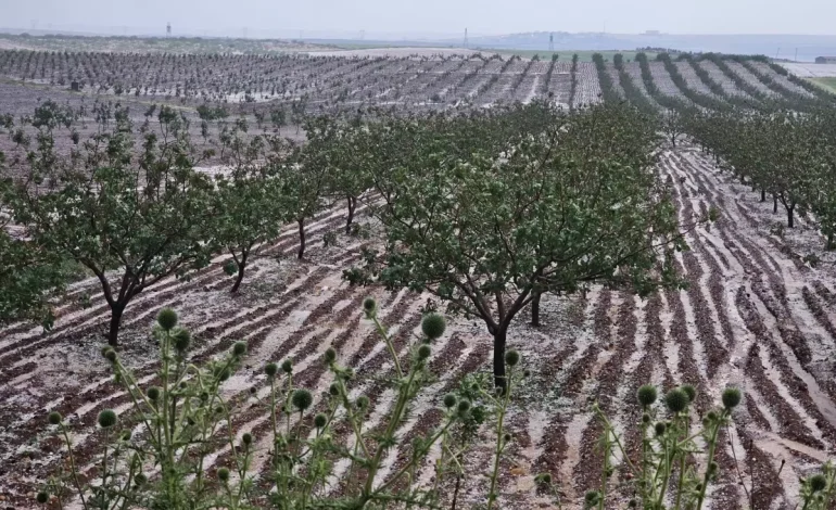 Şanlıurfa’da Dolu Zararı