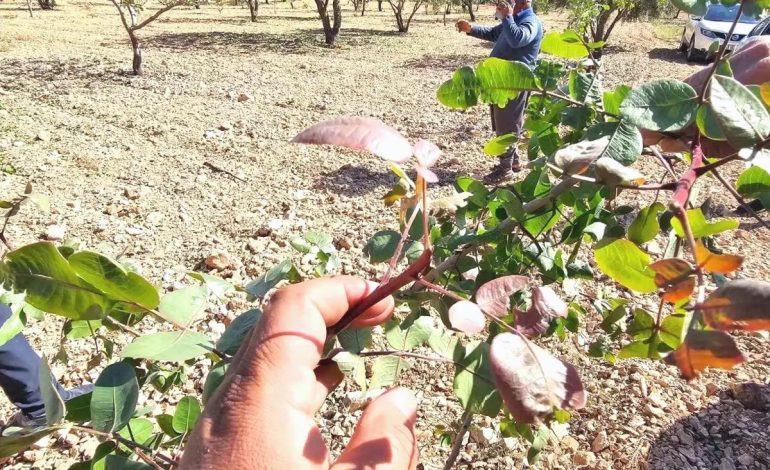 Şanlıurfa’da Fıstık Rekoltesi Düşüyor