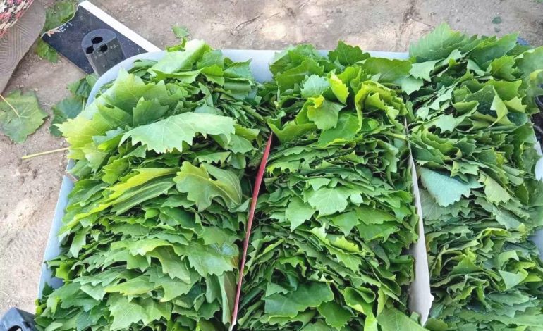 Sarıgöl’de Bağ Yaprağı Sezonu Başladı