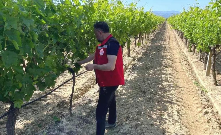 Sarıgöl’de Üzüm Bağları İçin Pestisit Denetimi Başladı