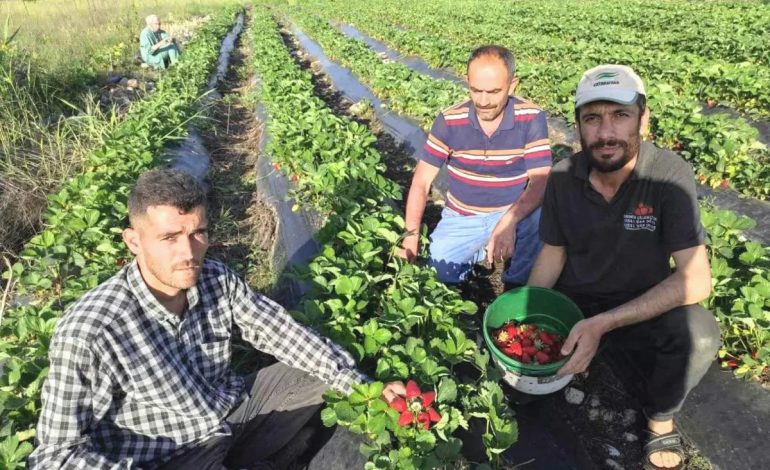 Sason’da Organik Çilek Hasadı Başladı