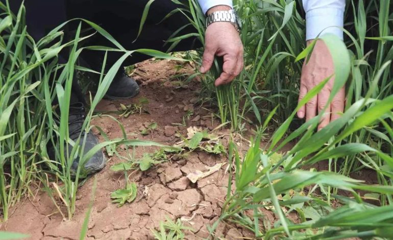 Sivas’ta Hububat Tohumları Büyüyor