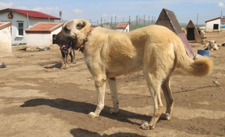 Sivas’ta kurt popülasyonundaki artış Kangal köpeğine talebi arttırdı