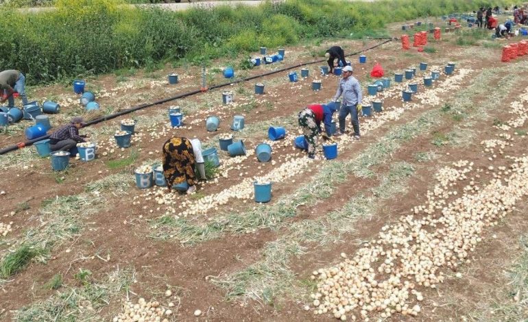 Soğan hasadı başladı, fiyatı düştü
