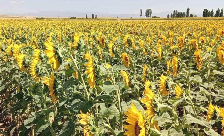 Söke’de Ayçiçeği Ekimine Destek Projesi
